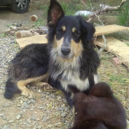 Mirren - Old Time Scotch Collie