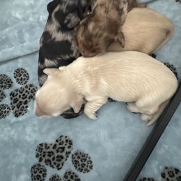 Dachshund Puppies from Twinkle Dachs