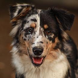 American Corgis, Australian Cattle Dogs, Miniature Australian Shepherds, and Pembroke Welsh Corgis from BarHigh711