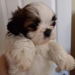 Shih Tzu Puppies from Tiny Bubbles Shih Tzus