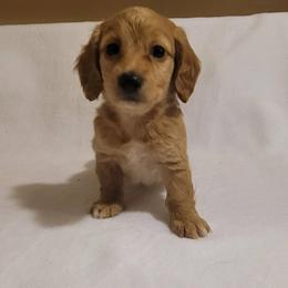 Goldie - Cream female Dachshund puppy in Pinson, Alabama from Sweet Honey Bunn Hounds