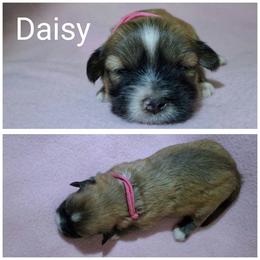 Daisy - Red gold female Lhasa Apso puppy in Cincinnati, Ohio from Shangri-La Lhasa Apsos