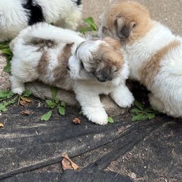 Coton de Tulear and Sheepadoodle Puppies from Majestic Creek Puppies