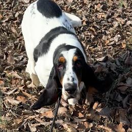 Winter - Black brown and white female Basset Hound puppy in Cleveland, Tennessee from Smokey Mtn Bassets