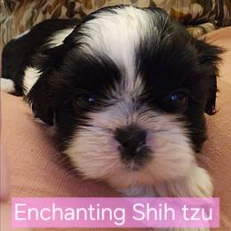 AKC Belle - Black and white female Shih Tzu puppy in Dexter, Kentucky from Enchanting Shih tzu