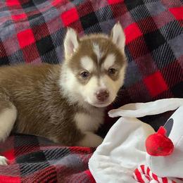 Winter - Red and white female Siberian Husky puppy in Kansas City, Missouri from Anuun's Huskies