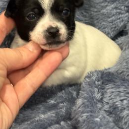 Lola - Black and white female Chihuahua puppy in Berwick, Pennsylvania from Maras puppies