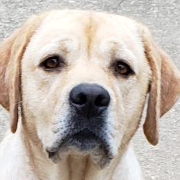 Ellie - Labrador Retriever