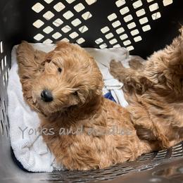Goldendoodle Puppies from Yorks and doodles