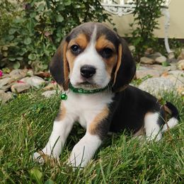 Snoopy - Black tan and white male Beagle puppy in Colville, Washington from Rosehaven Homestead