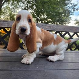 Bennet - Red and white male Basset Hound puppy in Denison, Texas from Emma Lou's Baby Bassets