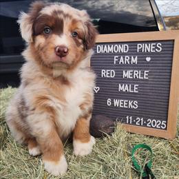 Teal - Red merle male Australian Shepherd puppy in Camp Verde, Arizona from Diamond Pines Farm
