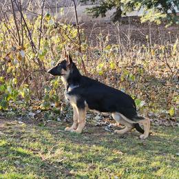 German Shepherd Puppies from Casamoko German Shepherds