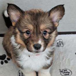 Ivy - Red female Pembroke Welsh Corgi puppy in Lakeland, Florida from Spots and Sploots