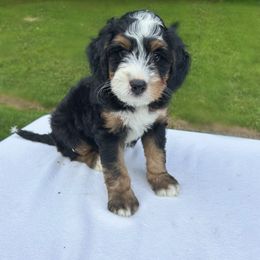 Leo - Tri-color male Bernedoodle puppy in Sugarcreek, Ohio from Cuddly Companion Doodles