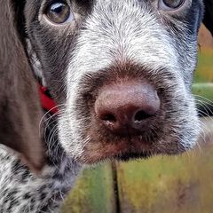 German Wirehaired Pointers from Grimmet German Wirehaired Pointers