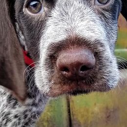 German Wirehaired Pointers from Grimmet German Wirehaired Pointers