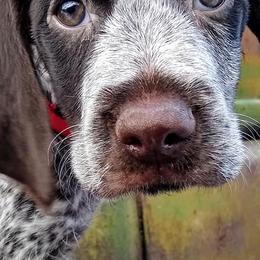 German Wirehaired Pointers from Grimmet German Wirehaired Pointers