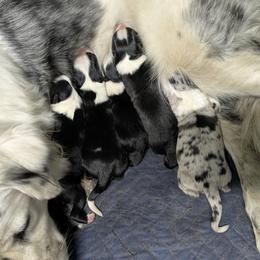 Australian Shepherd and Great Dane Puppies from AEW Farm