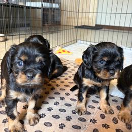Girl 1 - Black and tan female Cavalier King Charles Spaniel puppy in Sandstone, Minnesota from Peaceful Garden Cavaliers