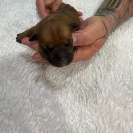 Male 3 - Red male Staffordshire Bull Terrier puppy in Lakeland, Florida from English Creek Staffords