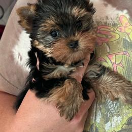 Jake - Blue and gold male Yorkshire Terrier puppy in Bowling Green, Kentucky from Stringer’s Yorkshire Terriers