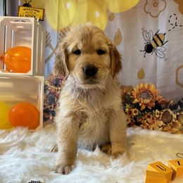 Golden Retriever Puppies from Whickering Pines Golden Retrievers
