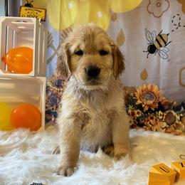 Golden Retriever Puppies from Whickering Pines Golden Retrievers