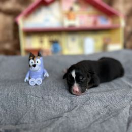 Stripe - Black tri male Miniature Australian Shepherd puppy in Queen Creek, Arizona from Arizona Aussies