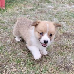 Pembroke Welsh Corgis from Diamond O