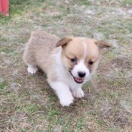 Pembroke Welsh Corgis from Diamond O