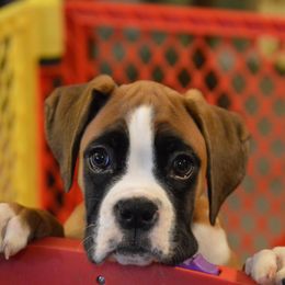Boxer Puppies from Euro Boxx Boxers