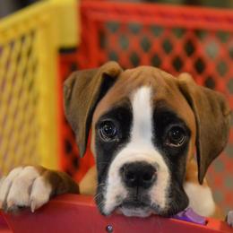 Boxer Puppies from Euro Boxx Boxers