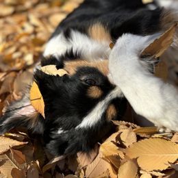 Miniature American Shepherds and Miniature Australian Shepherds from Rhodes Avenue Kennel