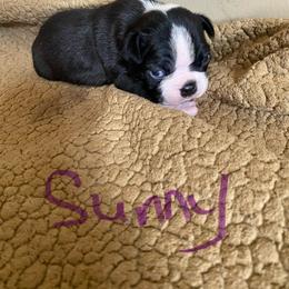 Sunny - Black and white male Boston Terrier puppy in Brown City, Michigan from Mae Boston Terriers