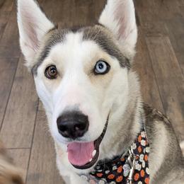 Gemma - Siberian Husky