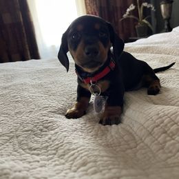 Dachshund Puppies from Cogsworth Cromwell Dachshunds of South West Michigan