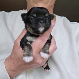 Lucky - Black and tan male Chihuahua puppy in Xenia, Ohio from Moose Creek Chihuahua's