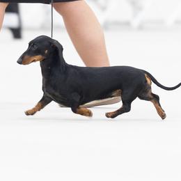 Jolie - Dachshund