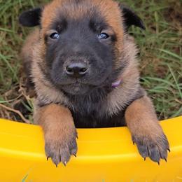 Croft's Purple - Mahogany female Belgian Malinois puppy in Berry, Alabama from North River k9