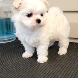 Maltese Puppies from Hummingbird Fields