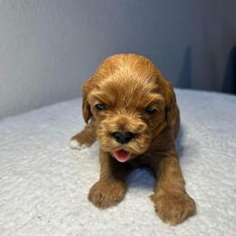 Yellow Girl - Red female Cavapoo puppy in Wasilla, Alaska from The West Family