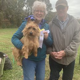 Kiko - Australian Terrier
