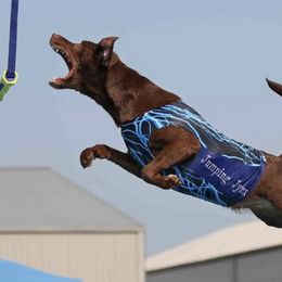 Labrador Retrievers from Cane Creek Labradors