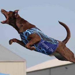 Labrador Retrievers from Cane Creek Labradors