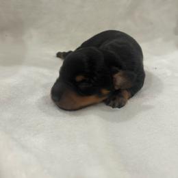 Agnes - Black and tan female Dachshund puppy in White Pine, Tennessee from Rocky Top Weenies