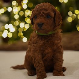 Biscuit - Red  male Poodle puppy in Sacramento, California from bemi_toys