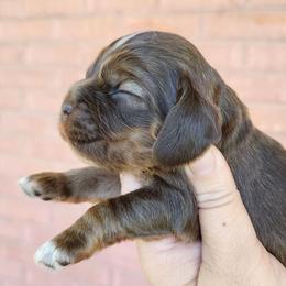 AKC Linus Red Roan Sable - Sable male Cocker Spaniel puppy in New Market, Tennessee from Down in the Holler