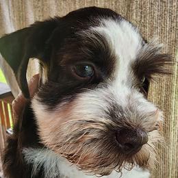 Sweet Pup's S'mores - Parti male Miniature Schnauzer puppy in North Zulch, Texas from Sweet Pup Schnauzers