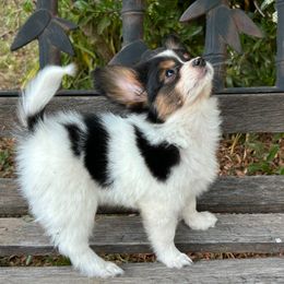 Papillons from PapillonPups